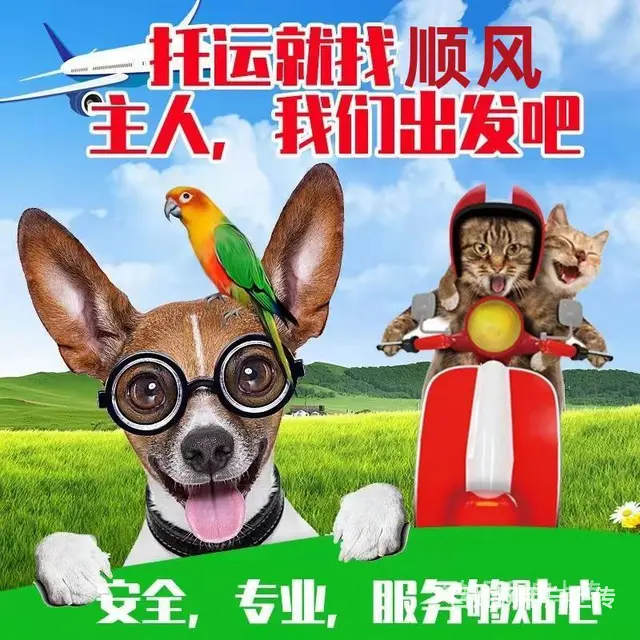 洛阳伊川宠物托运（猫狗）活体邮寄快递（2022宠物运输 ）今 - 图片 3