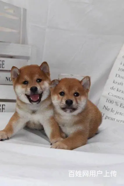 哪卖柴犬幼犬 黑色柴犬 赤红色柴犬 签协议 - 图片 7