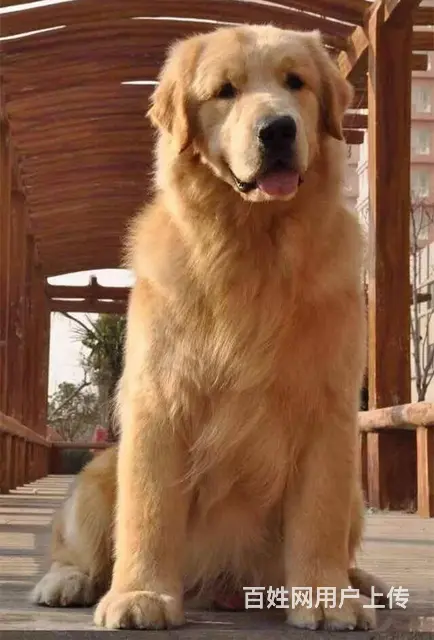枫叶直系大头金毛幼犬 绝对是顶级货色 - 图片 6