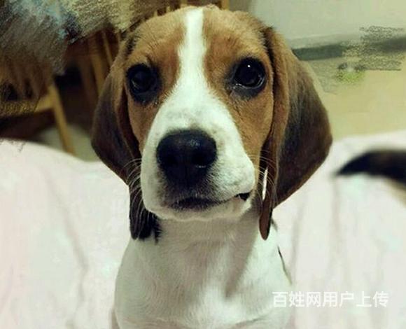 鎮江賣比格犬的狗場,小比格犬多少錢一隻的圖片