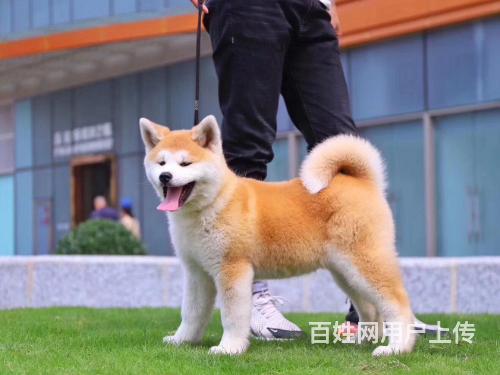 北京秋田 純種秋田犬幼崽,品相血統一級棒的圖片