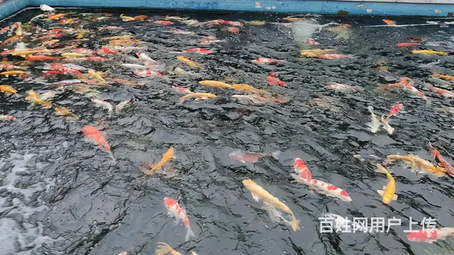 苏州锦鲤鱼金鱼养殖场批发价格多少钱 - 图片 3