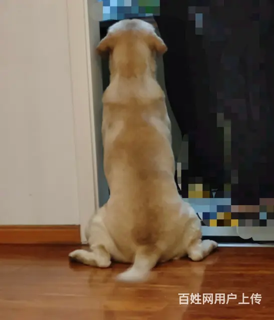 寻狗启示！！！非常重要  有偿 - 图片 1
