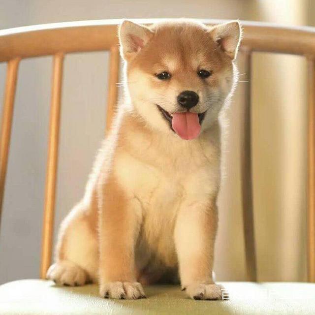 赛级柴犬幼犬怎么卖 纯种柴犬幼犬多少钱 京博犬舍的图片