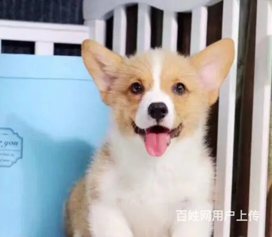 北京哪里有卖柯基犬的 质保签协议 - 图片 5