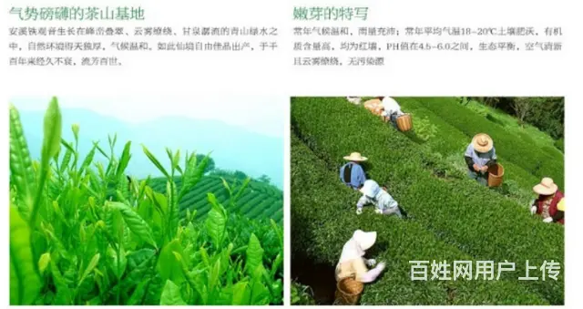 铁观音茶叶浓香型清香型礼盒装高山特级兰花香特级 - 图片 11