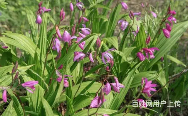湖北百草堂白芨种植以绿色为韵科技为符，谱写农业新章 - 图片 1