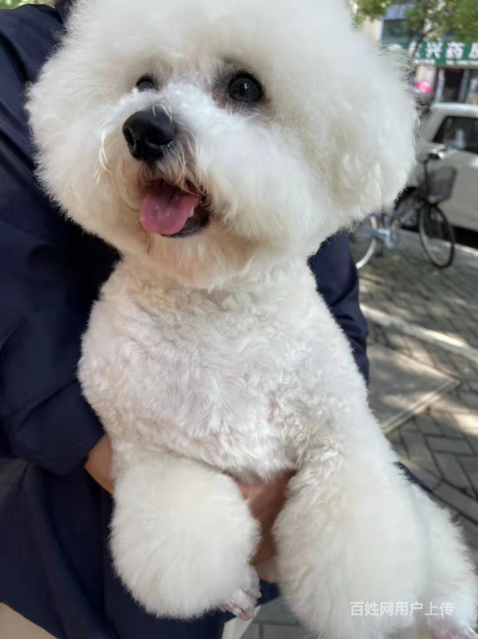 比熊多少钱?比熊有多重?