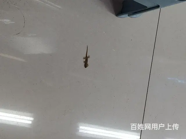 今年优惠票 - 图片