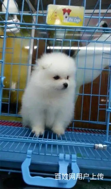 现在哪有卖博美小狗的 博美幼犬多少钱一只 - 图片 3