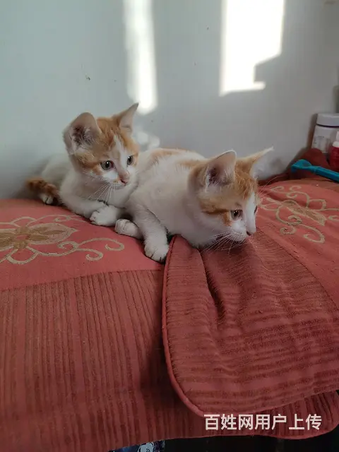 小猫 - 图片 7