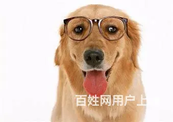 宠物托运空运铁路运输猫狗鸽子托运服务 - 图片 4