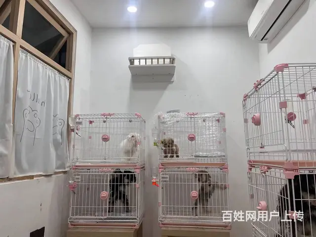 下城东新银泰商圈自带引流有固定群体宠物店转让 - 图片 3