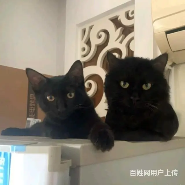 家养黑猫左手边小猫同城赠送 - 图片