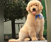 齐齐哈尔哪里可以买到纯种金毛犬