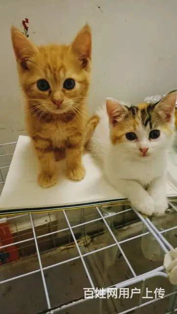 混血布偶小奶猫找新家 - 图片 9