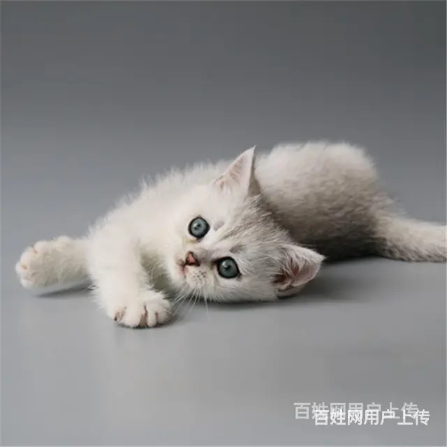 巢湖纯种英短银渐层到手价格 - 图片 6