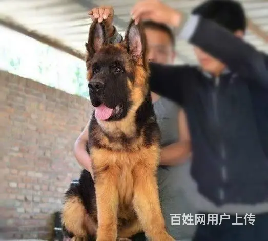 精品德国牧羊犬 黑脸宽嘴大锤的后代 带血统耳号 - 图片 1