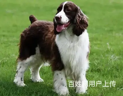 【货到付款】吕梁史宾格多少钱 史宾格有多大 - 图片 1
