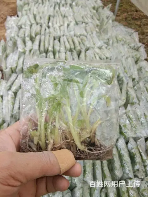批发香蕉苗粉蕉苗 - 图片 11